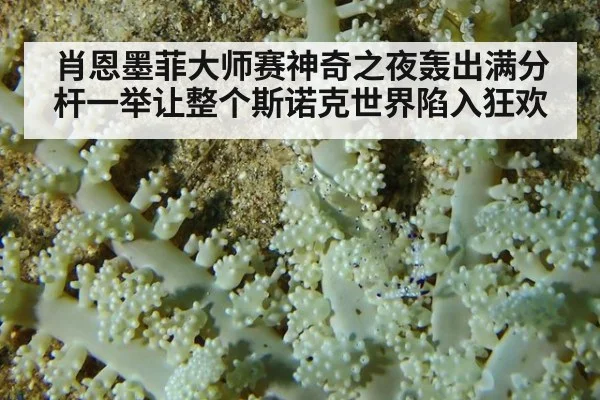 肖恩墨菲大师赛神奇之夜轰出满分杆一举让整个斯诺克世界陷入狂欢